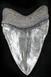 Serrated Megalodon Tooth #23015-2